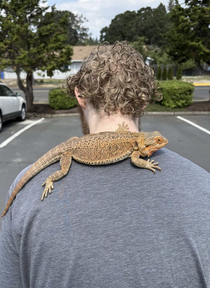 A bearded dragon riding on Nathan's shoulder outdoors